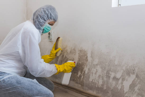 Best Attic Mold Removal  in Belleville, WI