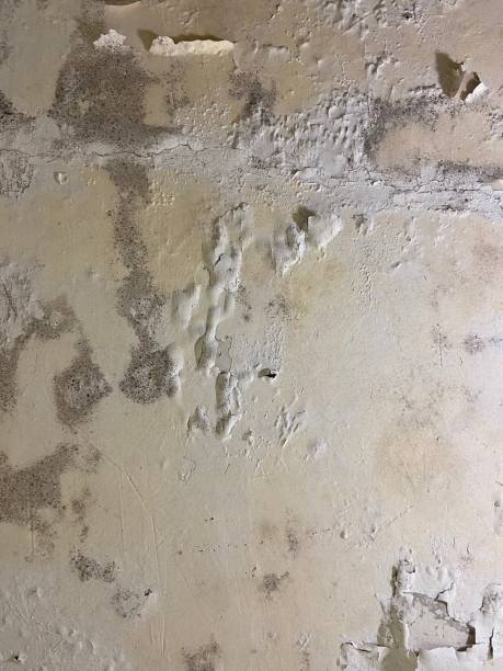 Best Local Mold Removal Service  in Belleville, WI