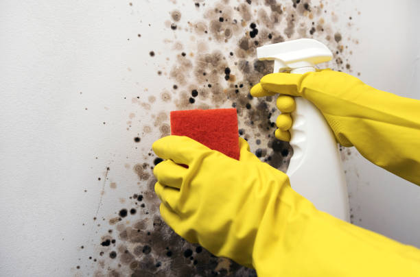 Best Mold Damage Repair  in Belleville, WI