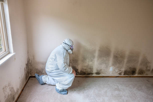 Best Mold Remediation Experts  in Belleville, WI