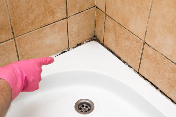 Best Mold Cleaning Services  in Belleville, WI