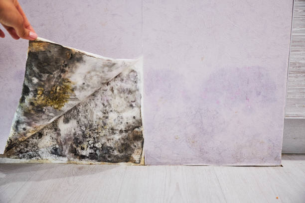 Best Best Mold Removal Companies  in Belleville, WI